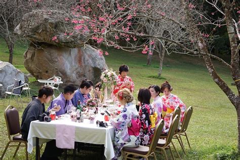 餐廳餐桌 櫻花樹幹
